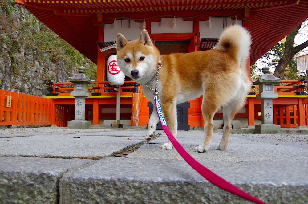 “历史巨星:郭艾伦的篮球之路”,郭艾伦 篮球