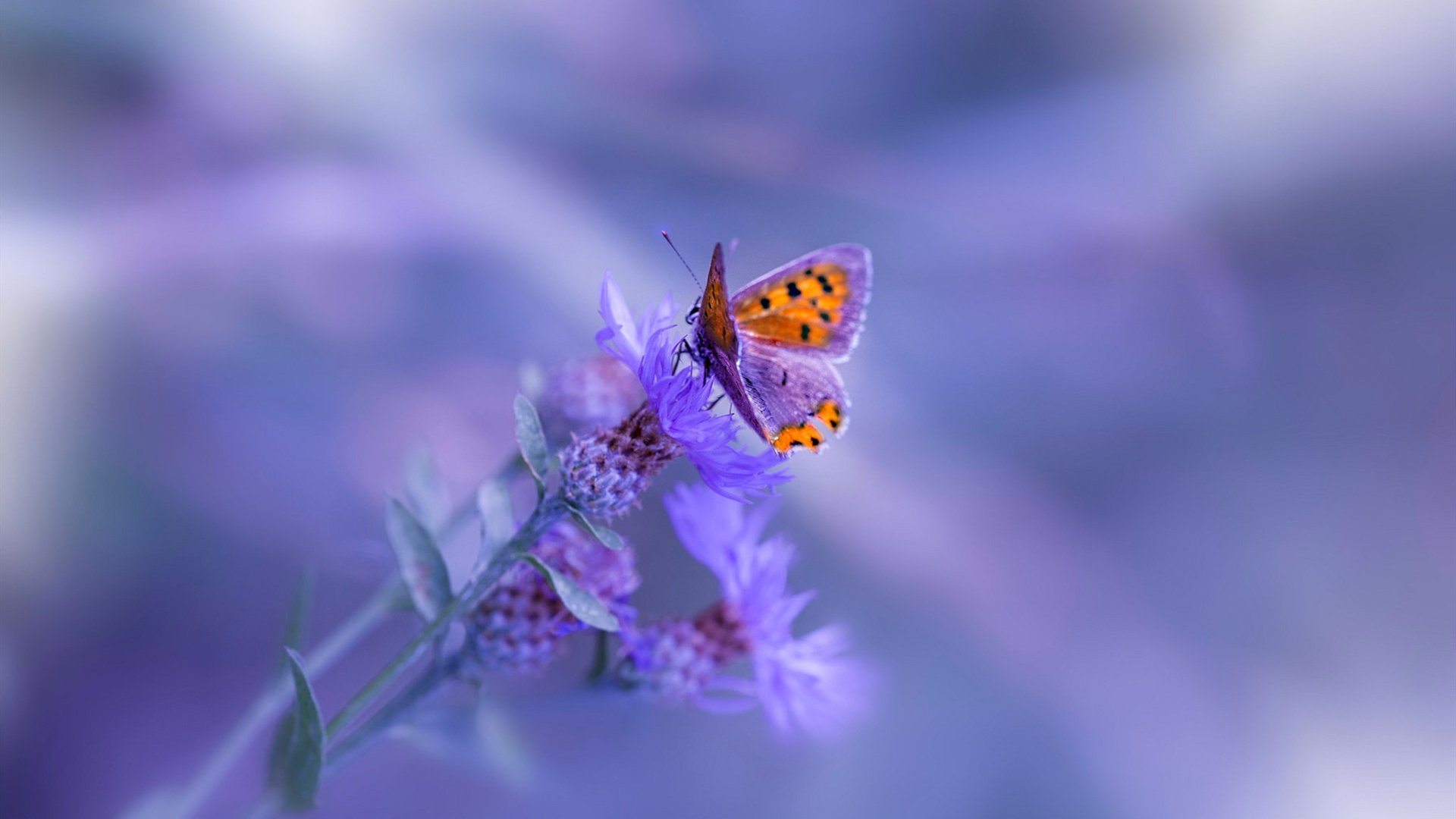 “德甲强大阵容炫技,比赛精彩纷呈”,德甲最强