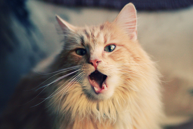 刷新纪录，引领潮流的欧冠神话传说，欧冠系列