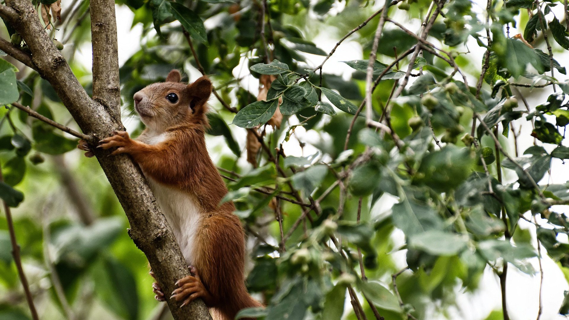 Kaiyun(中国)开云-哈维·西蒙斯转会至巴黎圣日耳曼，哈维梅西